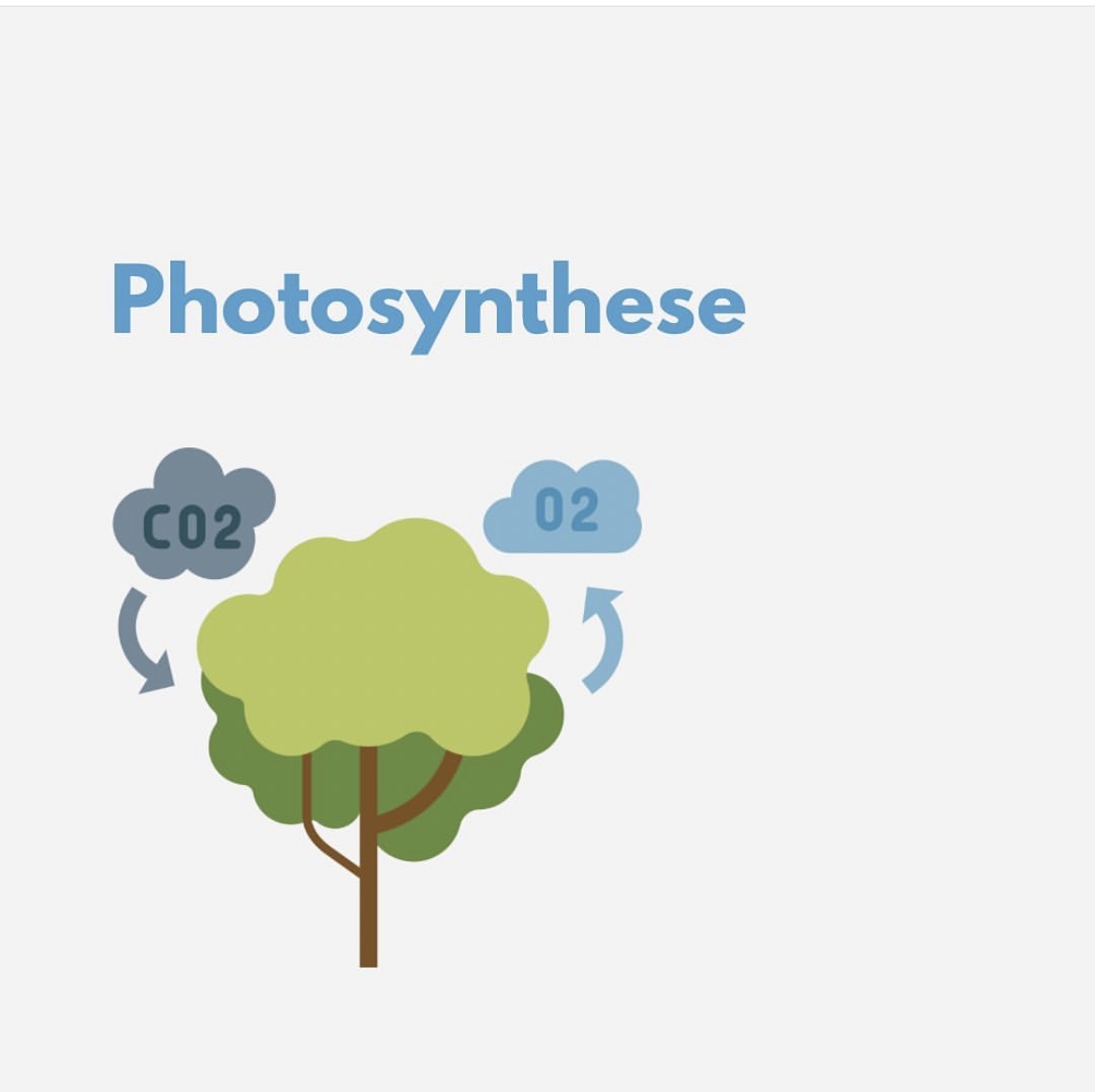 Photosynthese