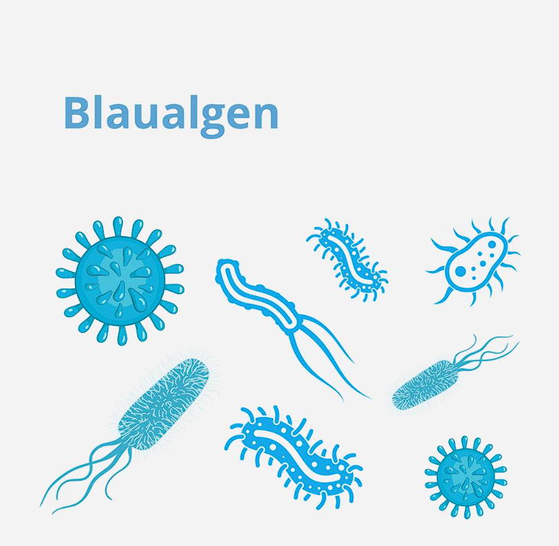 Blaualgen