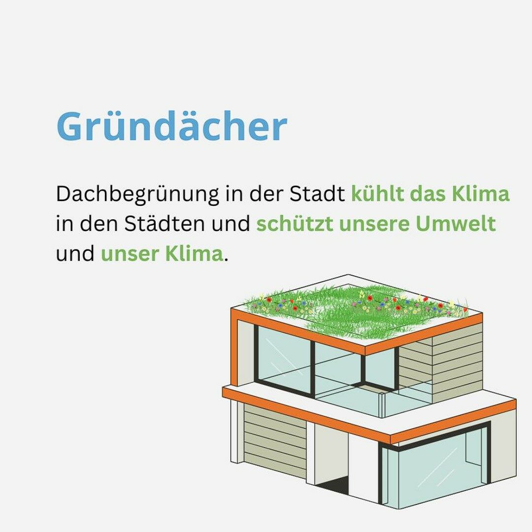 Beitragsbild zum Thema „Gründächer". Dachbegrünung in der Stadt kühlt das Klima und schützt unsere Umwelt und unser Klima.