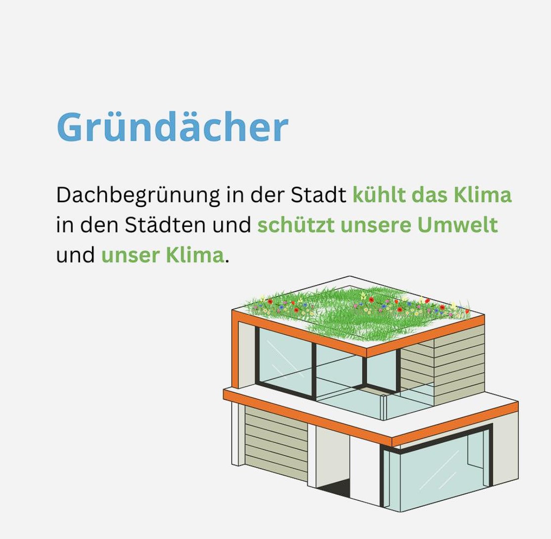 Beitragsbild zum Thema „Gründächer". Dachbegrünung in der Stadt kühlt das Klima und schützt unsere Umwelt und unser Klima.