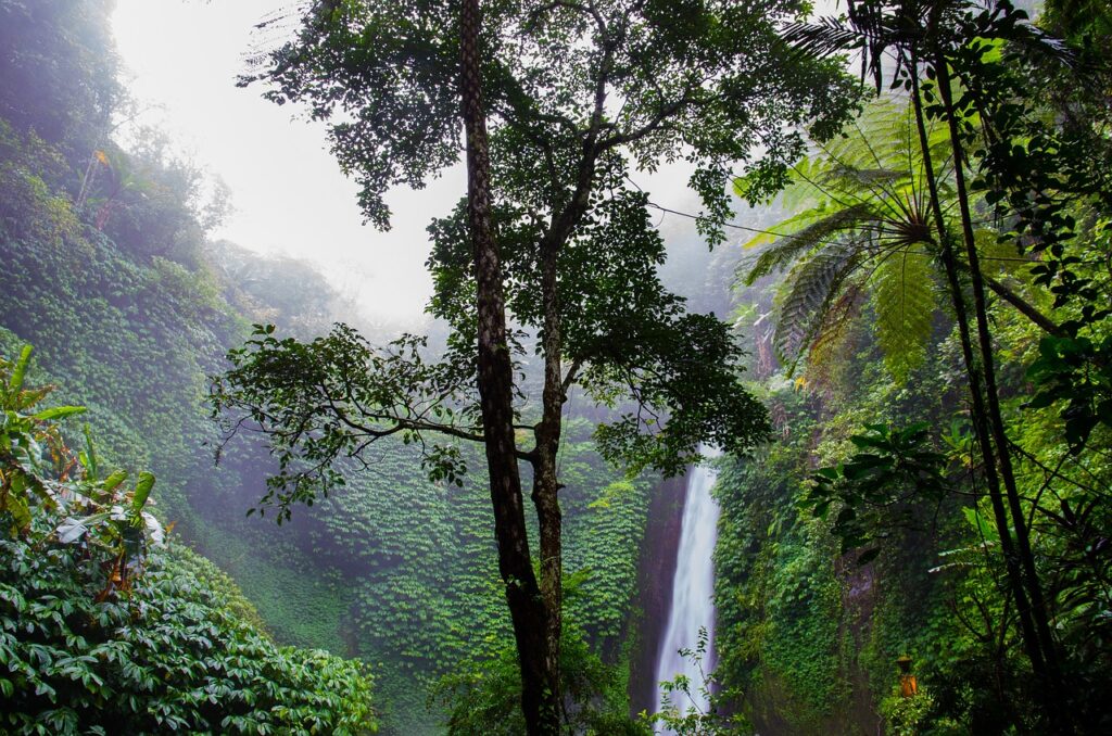 Ein dichter Regenwald mit einem Wasserfall im Hintergrund.